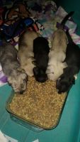 Chiweenie Puppies for sale in Canton, OH 44710, USA. price: NA
