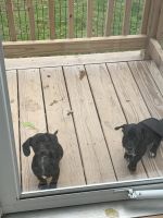 Chiweenie Puppies for sale in Washington Township, MI 48094, USA. price: NA