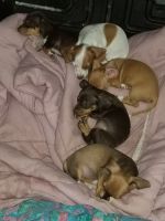 Chiweenie Puppies for sale in Jacksonville, NC, USA. price: NA