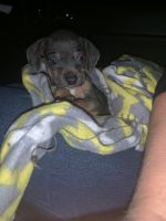Chiweenie Puppies for sale in Clarksville, TN, USA. price: NA