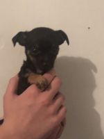 Chiweenie Puppies for sale in Blythewood, SC, USA. price: NA