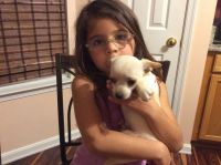 Chiweenie Puppies for sale in Bealeton, VA 22712, USA. price: NA