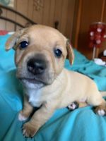 Chiweenie Puppies for sale in Easton, MD 21601, USA. price: NA