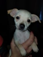 Chiweenie Puppies for sale in 1419 3rd Ave N, Kelso, WA 98626, USA. price: NA