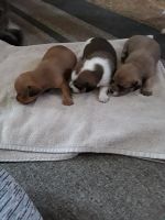 Chiweenie Puppies for sale in Cassville, NY 13318, USA. price: NA