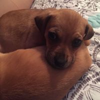 Chiweenie Puppies for sale in Federal Way, WA, USA. price: NA