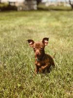 Chiweenie Puppies for sale in Rantoul, IL 61866, USA. price: NA