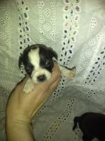 Chiweenie Puppies for sale in Menifee County, KY, USA. price: NA