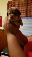 Chiweenie Puppies for sale in Atmore, AL 36502, USA. price: NA