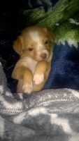 Chiweenie Puppies for sale in Glenns Ferry, ID 83623, USA. price: NA