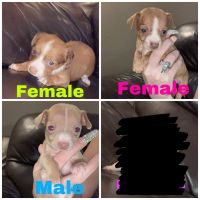 Chiweenie Puppies for sale in Philadelphia, PA, USA. price: NA
