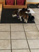Chiweenie Puppies for sale in Wisconsin Rapids, WI, USA. price: NA