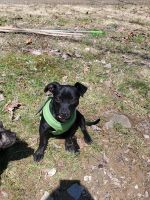 Chiweenie Puppies for sale in Sugar Grove, PA 16350, USA. price: NA