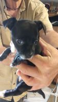 Chiweenie Puppies for sale in Lancaster, PA, USA. price: NA