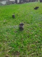 Chiweenie Puppies for sale in Jacksonville, AL 36265, USA. price: NA