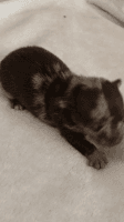 Chiweenie Puppies for sale in Roodhouse, IL 62082, USA. price: NA