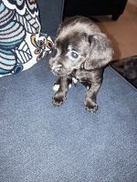 Chiweenie Puppies for sale in Farmington Hills, MI, USA. price: NA