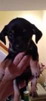 Chiweenie Puppies for sale in Port Washington, NY, USA. price: NA