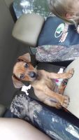 Chiweenie Puppies for sale in Mauk, GA 31058, USA. price: NA