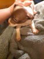 Chiweenie Puppies for sale in OLD RVR-WNFRE, TX 77535, USA. price: NA