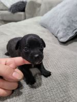 Chiweenie Puppies for sale in Bevil Oaks, TX 77713, USA. price: NA