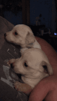 Chiweenie Puppies for sale in Villa Rica, GA 30180, USA. price: NA