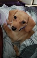 Chiweenie Puppies for sale in Osseo, MN 55369, USA. price: NA