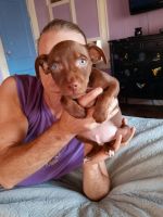Chiweenie Puppies for sale in Gurdon, AR 71743, USA. price: NA