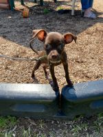 Chiweenie Puppies for sale in Old Bridge, NJ, USA. price: NA