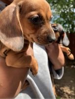 Chiweenie Puppies for sale in Keller, TX, USA. price: NA