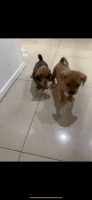 Chiweenie Puppies for sale in Ontario, CA, USA. price: NA