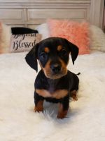 Chiweenie Puppies for sale in Sparks, NV, USA. price: NA