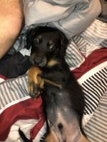 Chiweenie Puppies for sale in Springdale, AR, USA. price: NA