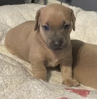 Chiweenie Puppies for sale in Hopkinsville, KY, USA. price: NA