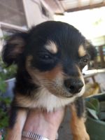 Chiweenie Puppies for sale in Glenwood, AR, USA. price: NA