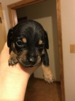Chiweenie Puppies for sale in Morganza, LA, USA. price: NA