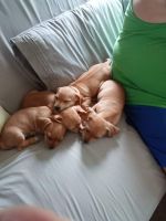 Chiweenie Puppies for sale in Amarillo, TX 79111, USA. price: NA