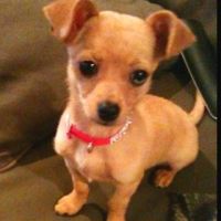 Chiweenie Puppies for sale in Houston, TX 77014, USA. price: NA