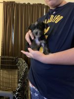 Chorkie Puppies for sale in Indianapolis, IN, USA. price: NA