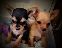 Chorkie Puppies for sale in Prineville, OR 97754, USA. price: NA