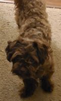 Chorkie Puppies for sale in Richmond, VA, USA. price: NA