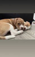 Chorkie Puppies for sale in Winnetka, CA 91306, USA. price: NA