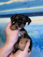 Chorkie Puppies for sale in Rowland Heights, CA, USA. price: NA