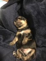 Chorkie Puppies for sale in Parma, ID 83660, USA. price: NA
