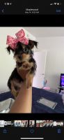 Chorkie Puppies for sale in Maplewood, MO, USA. price: NA