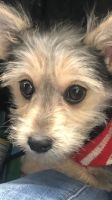 Chorkie Puppies for sale in Broken Arrow, OK 74014, USA. price: NA