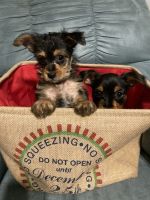 Chorkie Puppies for sale in Wadsworth, OH 44281, USA. price: NA