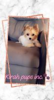 Chorkie Puppies for sale in Albany, NY, USA. price: NA