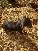 Chorkie Puppies for sale in Shipman, VA 22971, USA. price: NA