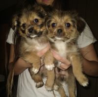 Chorkie Puppies for sale in 604 N Sowell St, Searcy, AR 72143, USA. price: NA